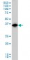 IRF1 Antibody (monoclonal) (M01)